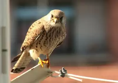 Falco grillaio Matera