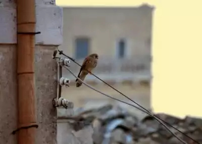 Falco grillaio Matera