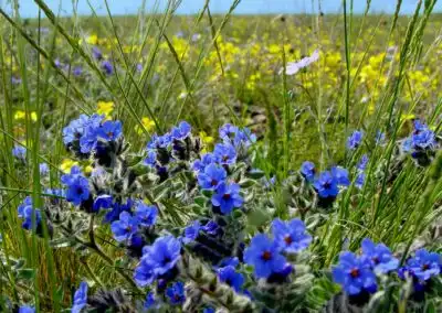 Natura Matera