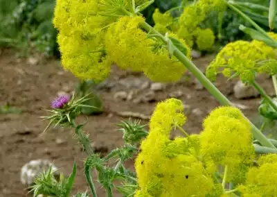 Natura Matera