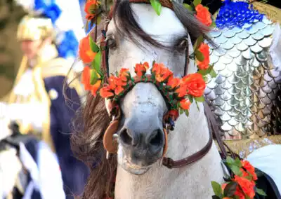 Cavallo Matera