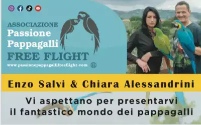 Enzo Salvi, con “Passione pappagalli free flight”, sul Belvedere di Murgia Timone